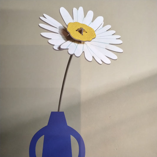 Everlasting Daisy Flower
