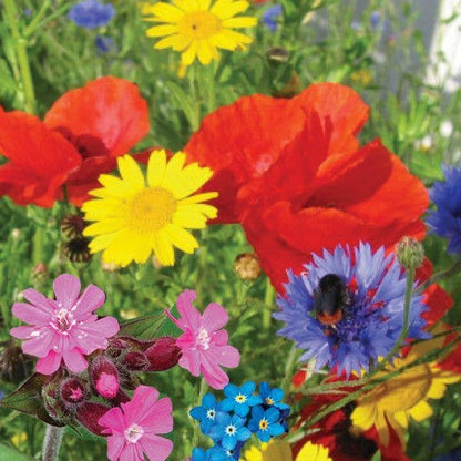 Urban Bloomer Seed Wildflowers for Insects