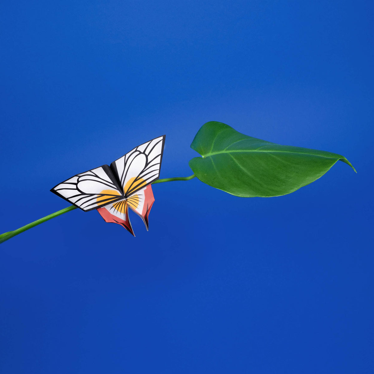 Origami Butterflies - Create and Display Kit
