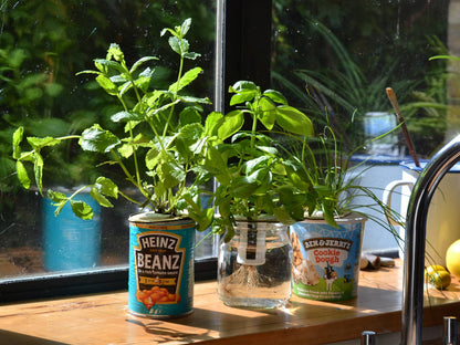 Bottle Farm Mini Kit - Indoor Hydroponic Herb Basil Grow Kit