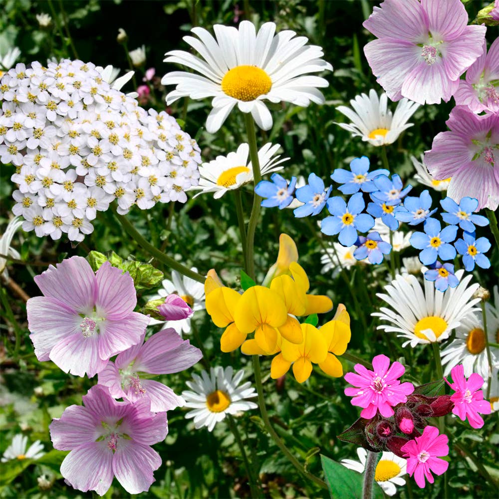 Pollinator & Butterflybom Seedbom