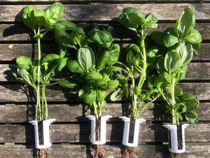 The Bottle Farm - Hydroponic Garden Grow Herbs & Vegetables