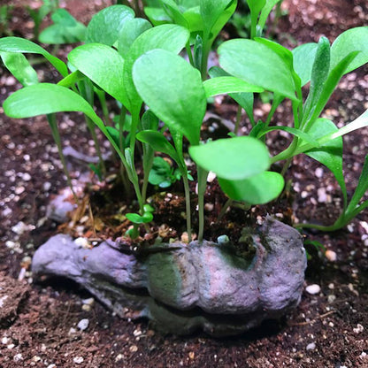 Wilderbom & Foragebom Seedbom -