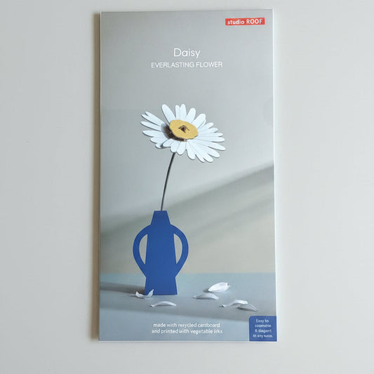 Everlasting Daisy Flower